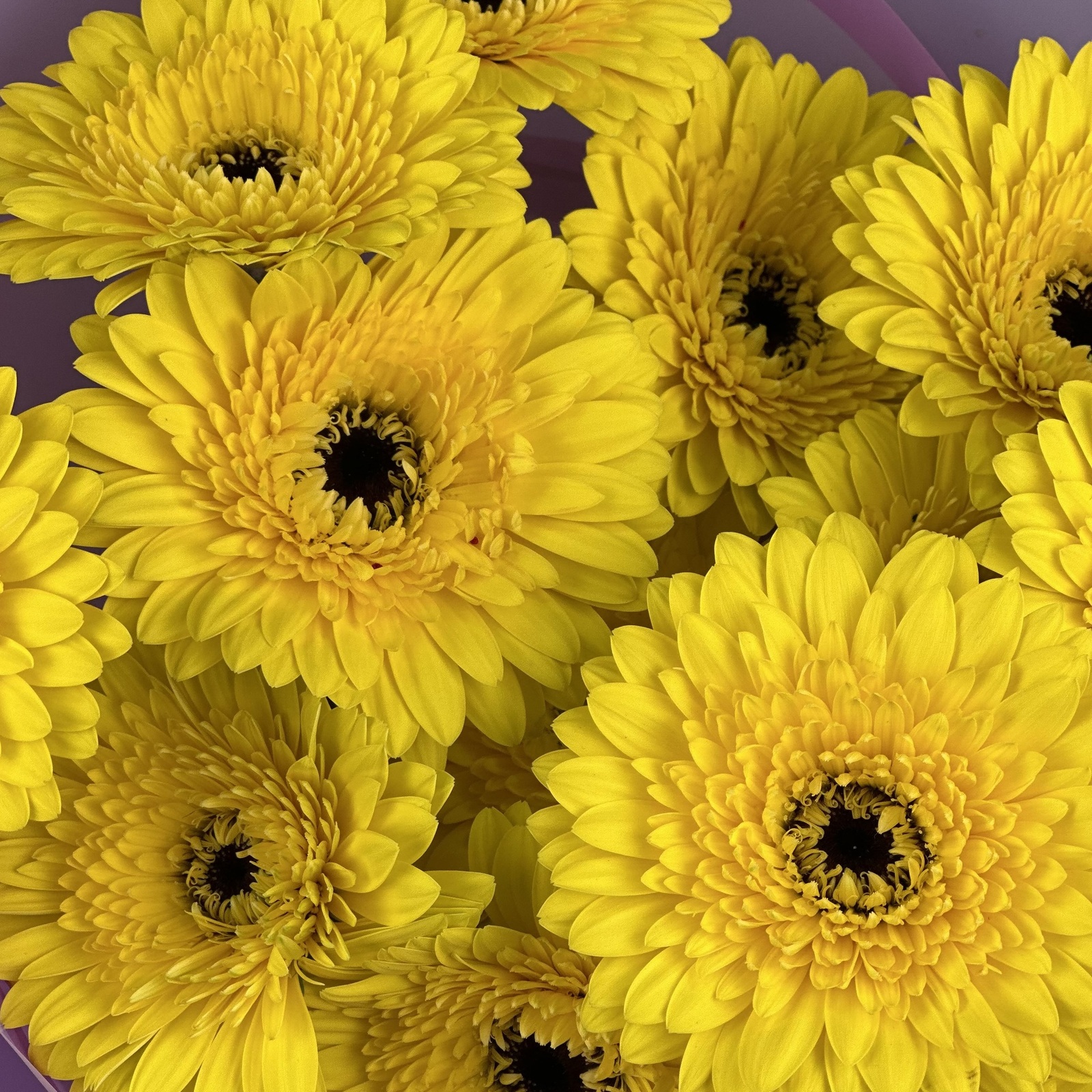 Букет из 15 желтых гербер