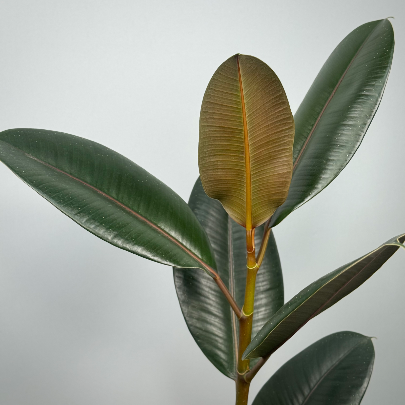 Фикус "Эластика" - декоративно-лиственное растение 