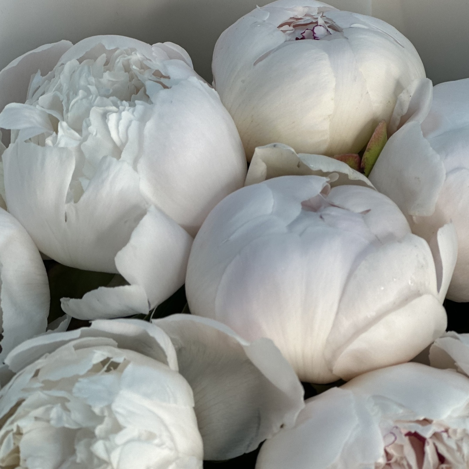 Букет из 7 бело-розовых пионов