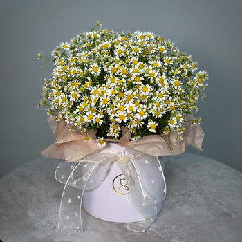 Ромашка в шляпной коробке S