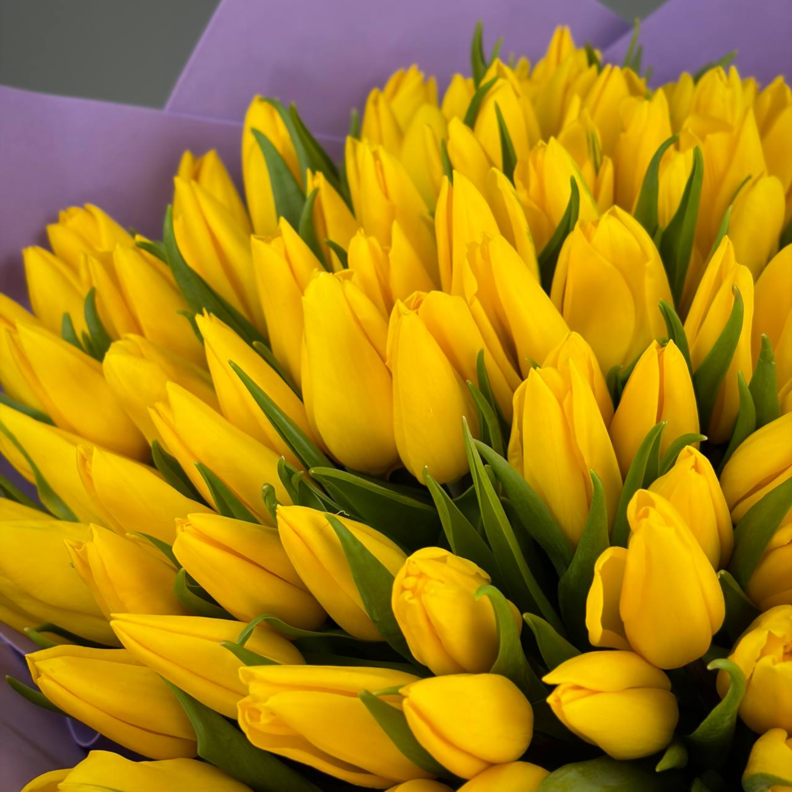 Букет из 101 желтых тюльпанов