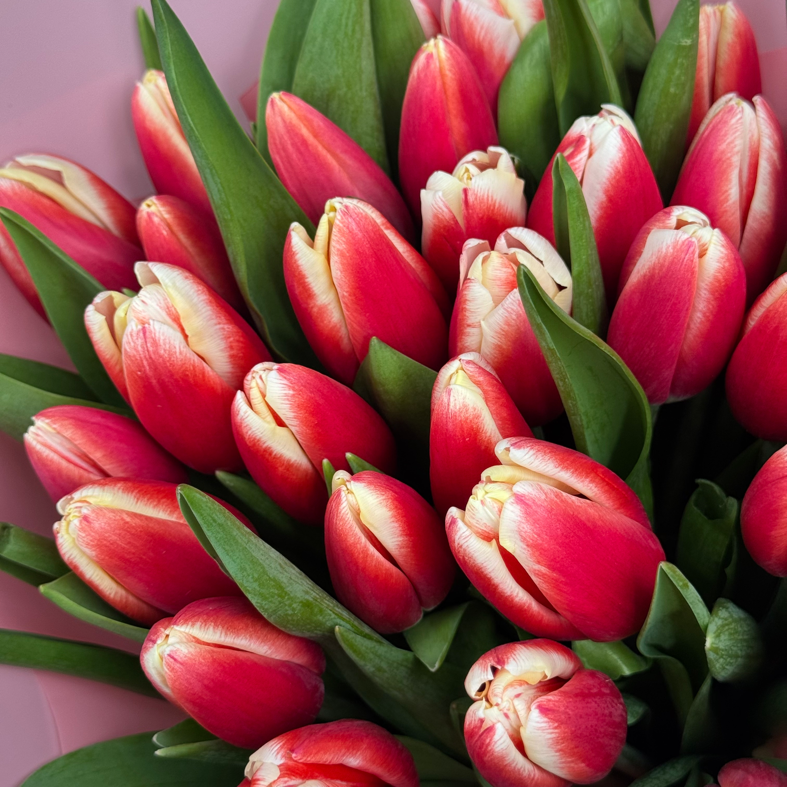 Букет из 31 красных тюльпанов