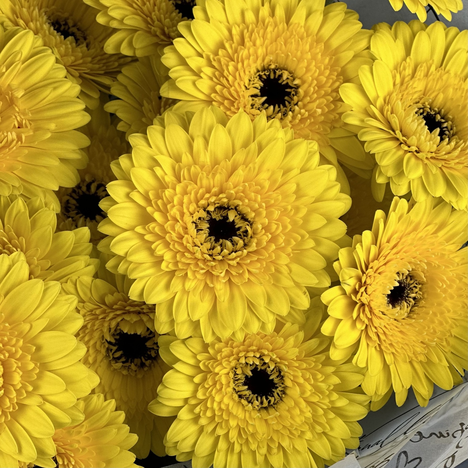 Букет из 21 желтых гербер