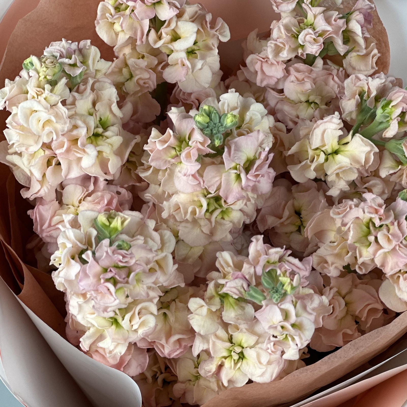 Букет из 9 персиковых маттиол