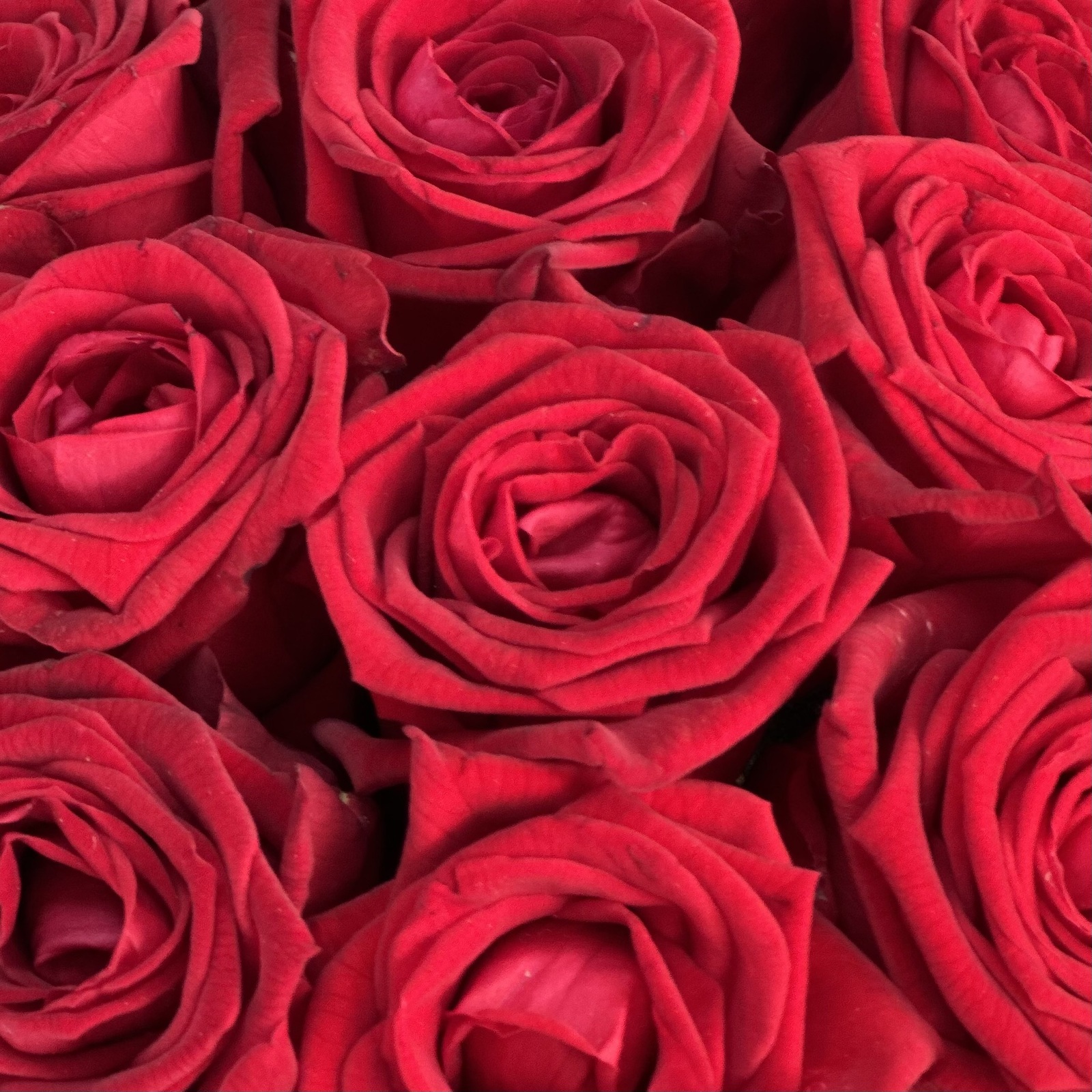 Красные розы в шляпной коробке XS