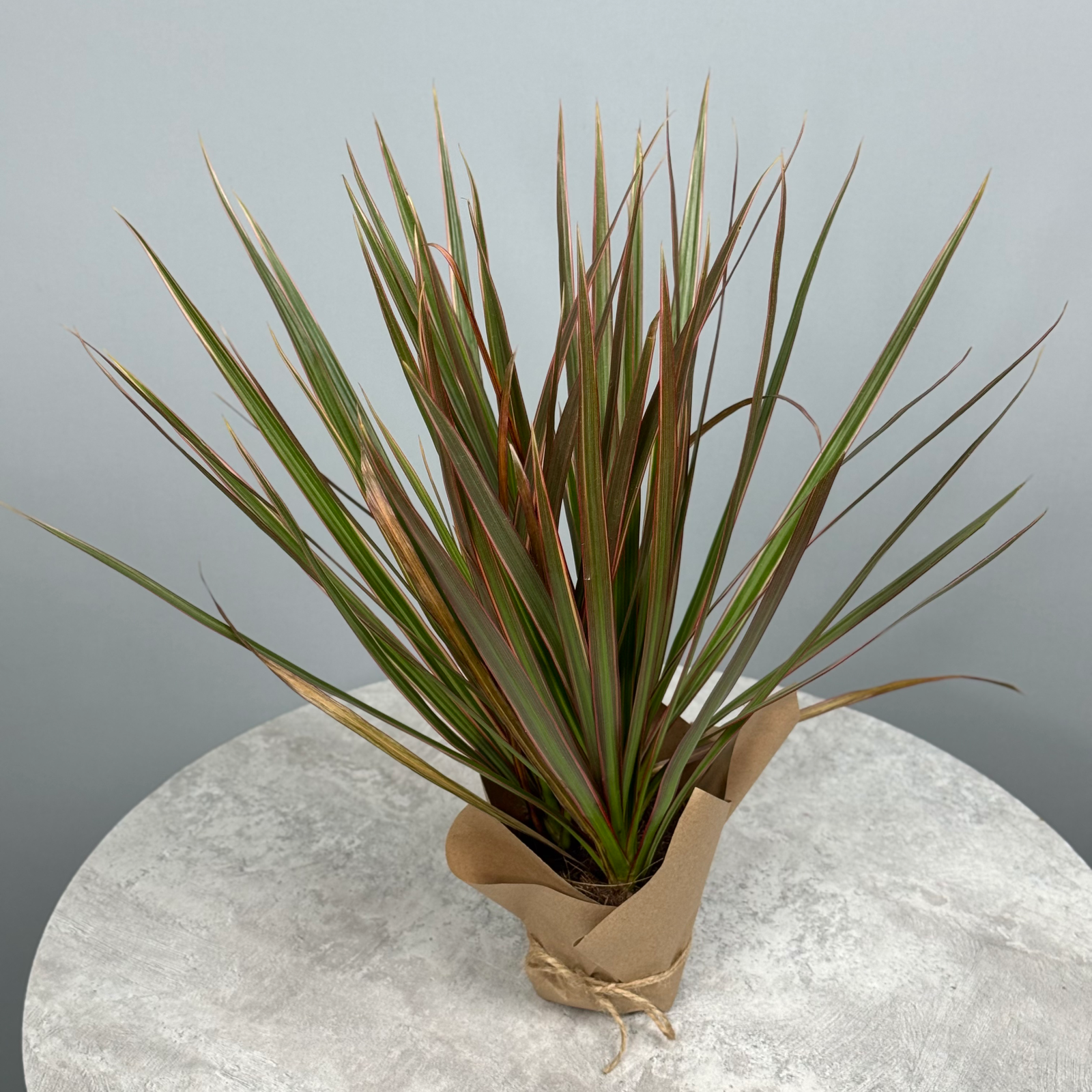 Драцена 10 см - декоративно-лиственное растение 