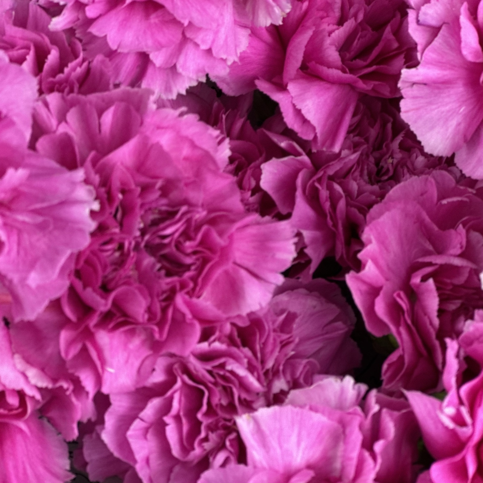 Букет из 15 малиновых гвоздик