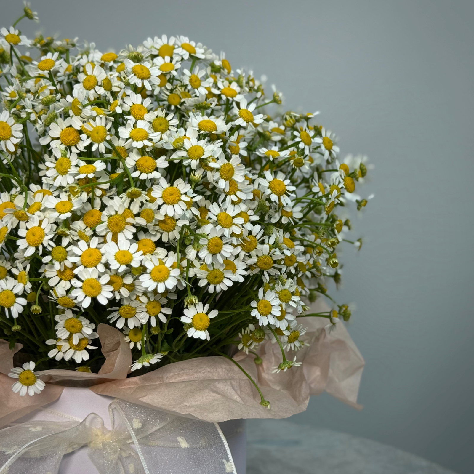 Ромашка в шляпной коробке S