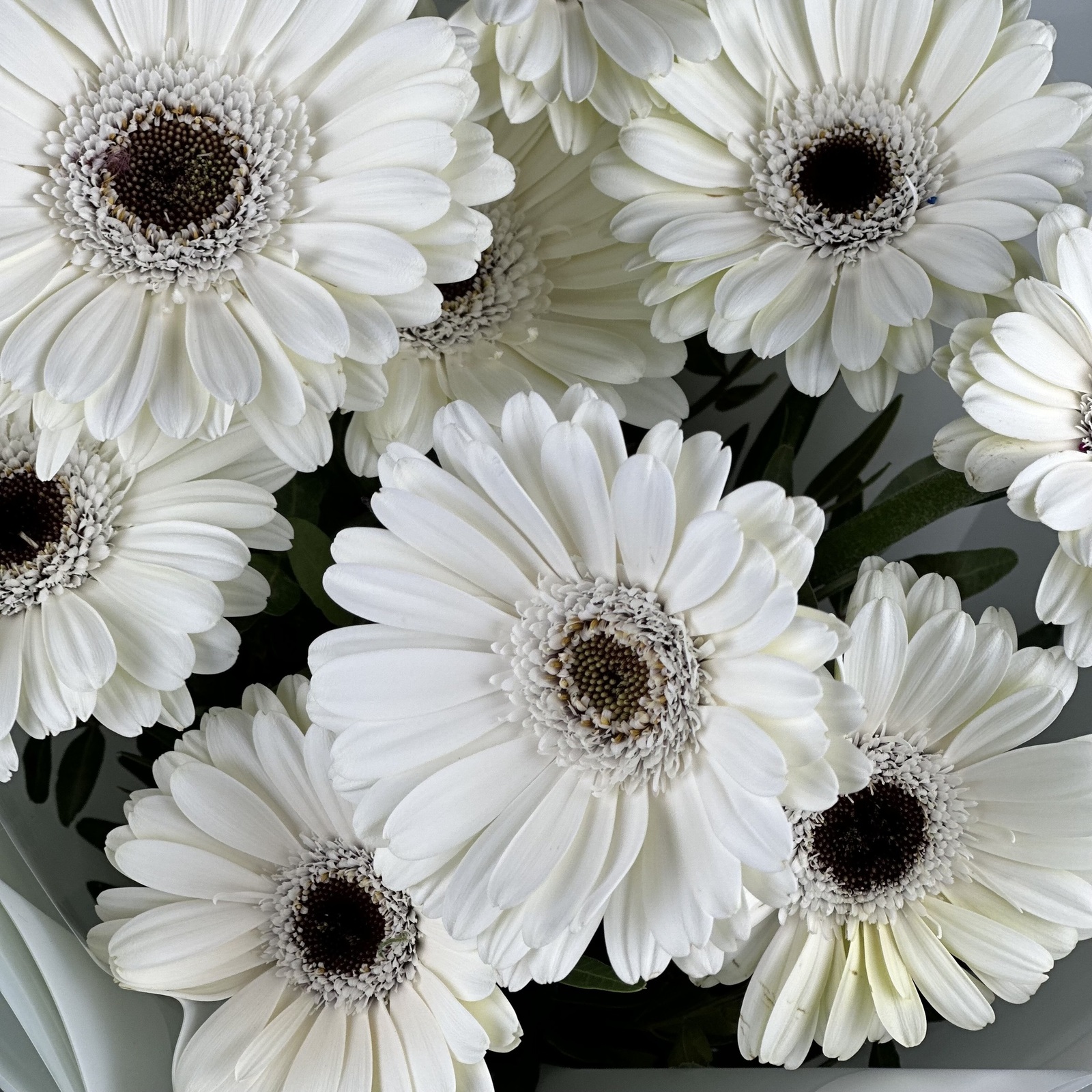 Букет из 11 белых гербер