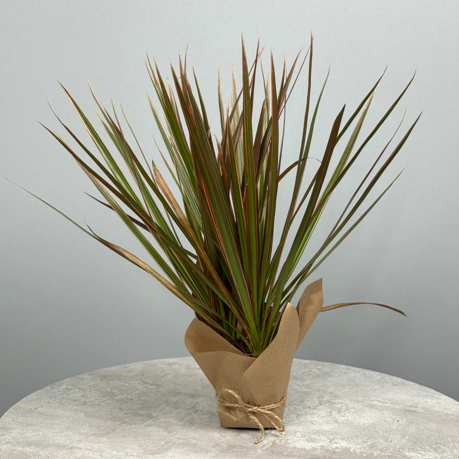 Драцена 10 см - декоративно-лиственное растение 