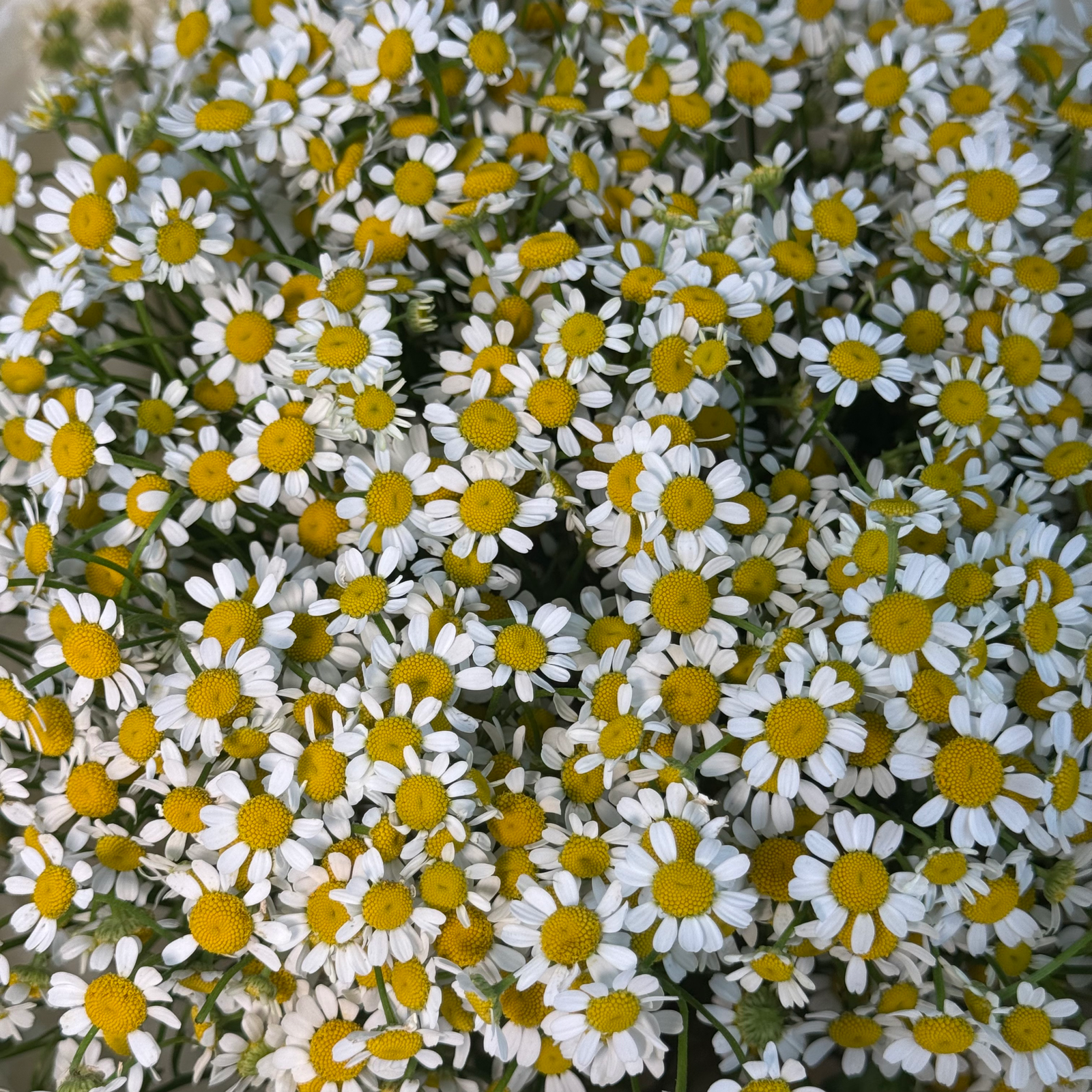 Букет из 9 ромашки