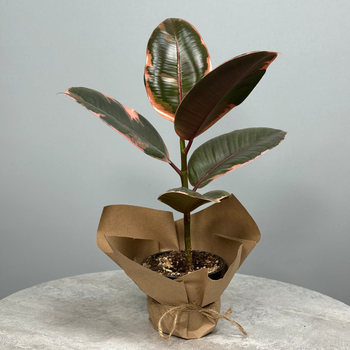 Фикус "Тинеке" - декоративно-лиственное растение 