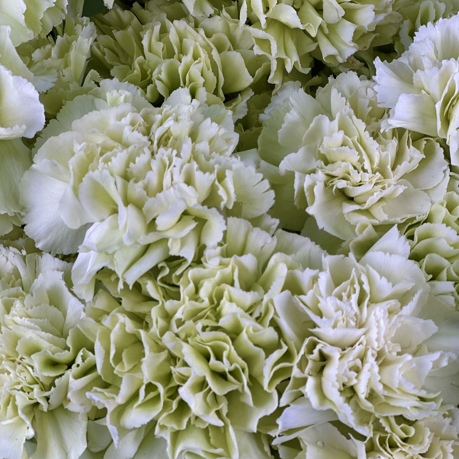 Букет из 25 фисташковых гвоздик