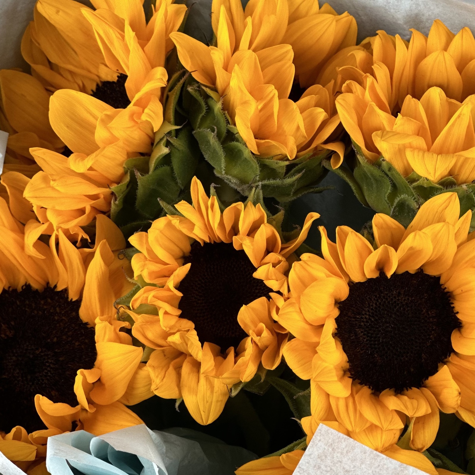 Букет из 9 подсолнухов