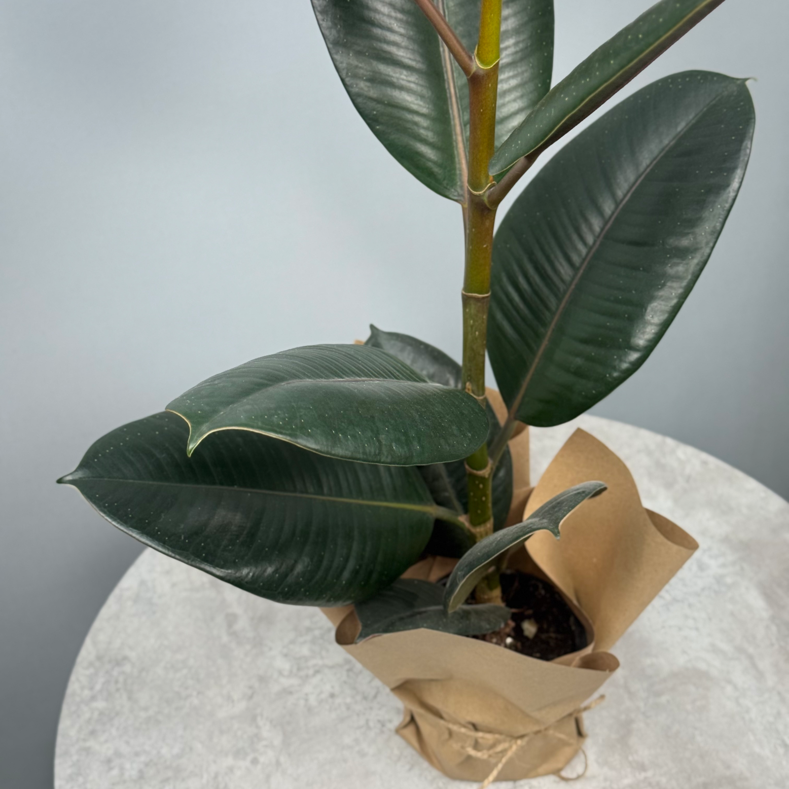 Фикус "Эластика" - декоративно-лиственное растение 