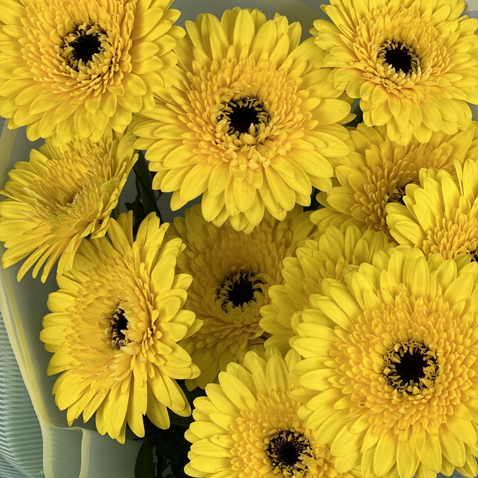 Букет из 11 желтых гербер