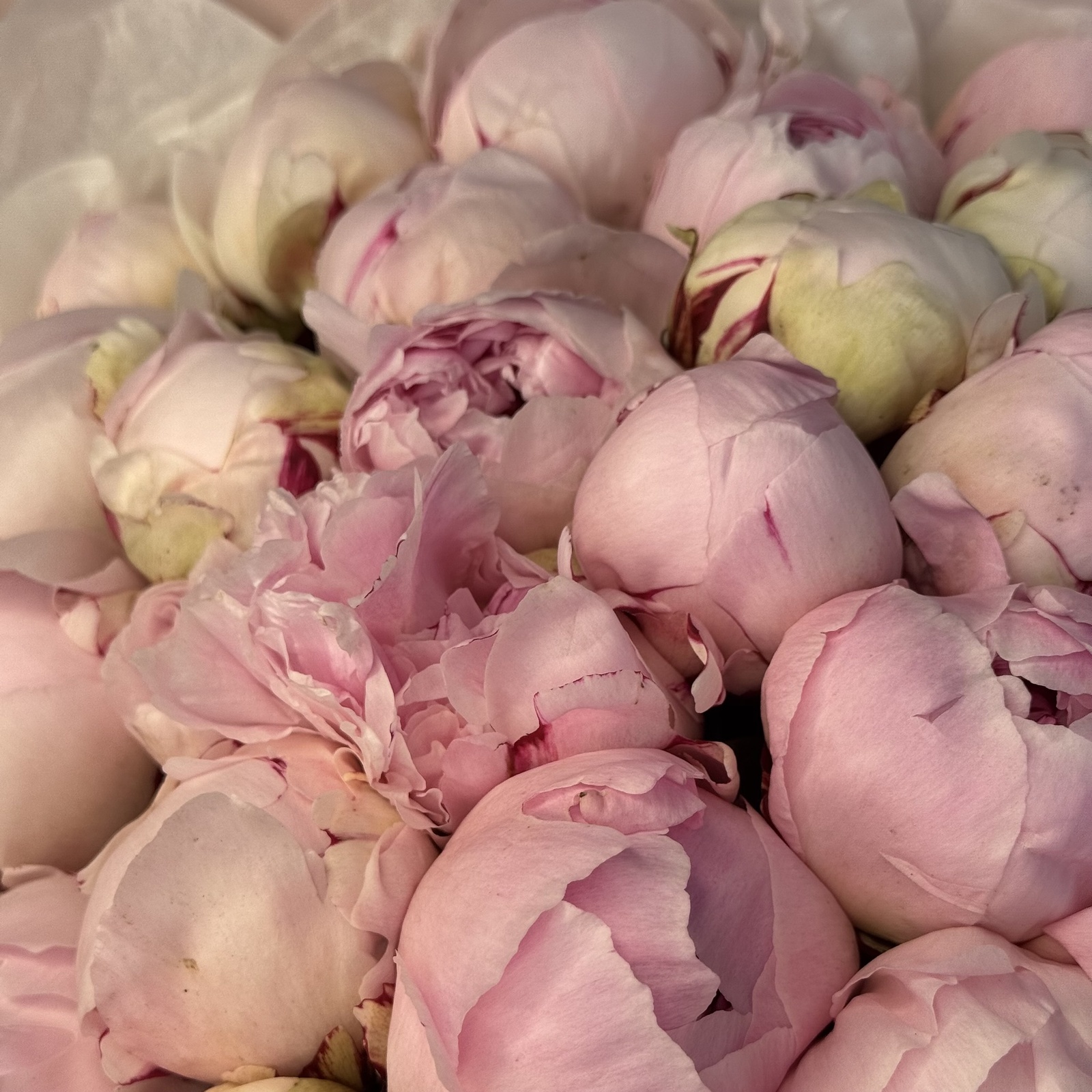 Букет из 51 пионов Сара