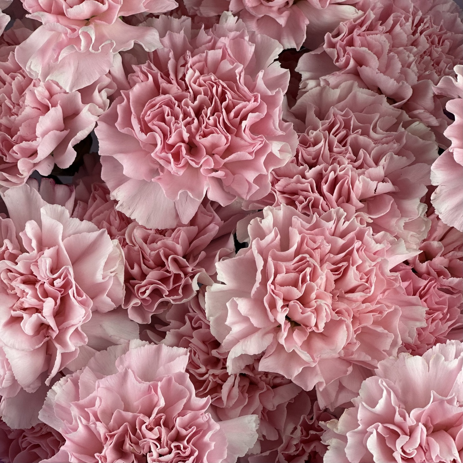 Букет из 25 розовых гвоздик