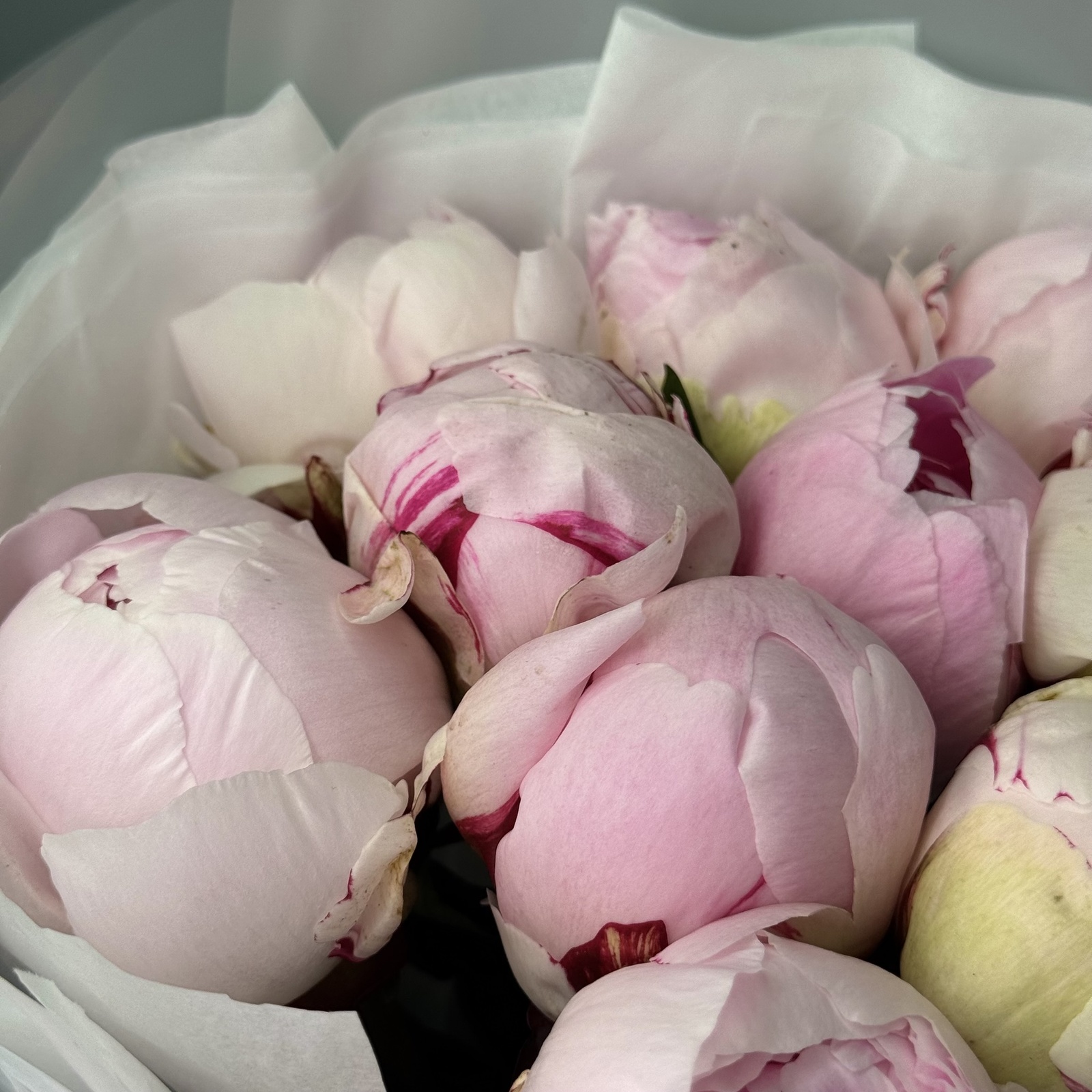 Букет из 11 пионов Сара