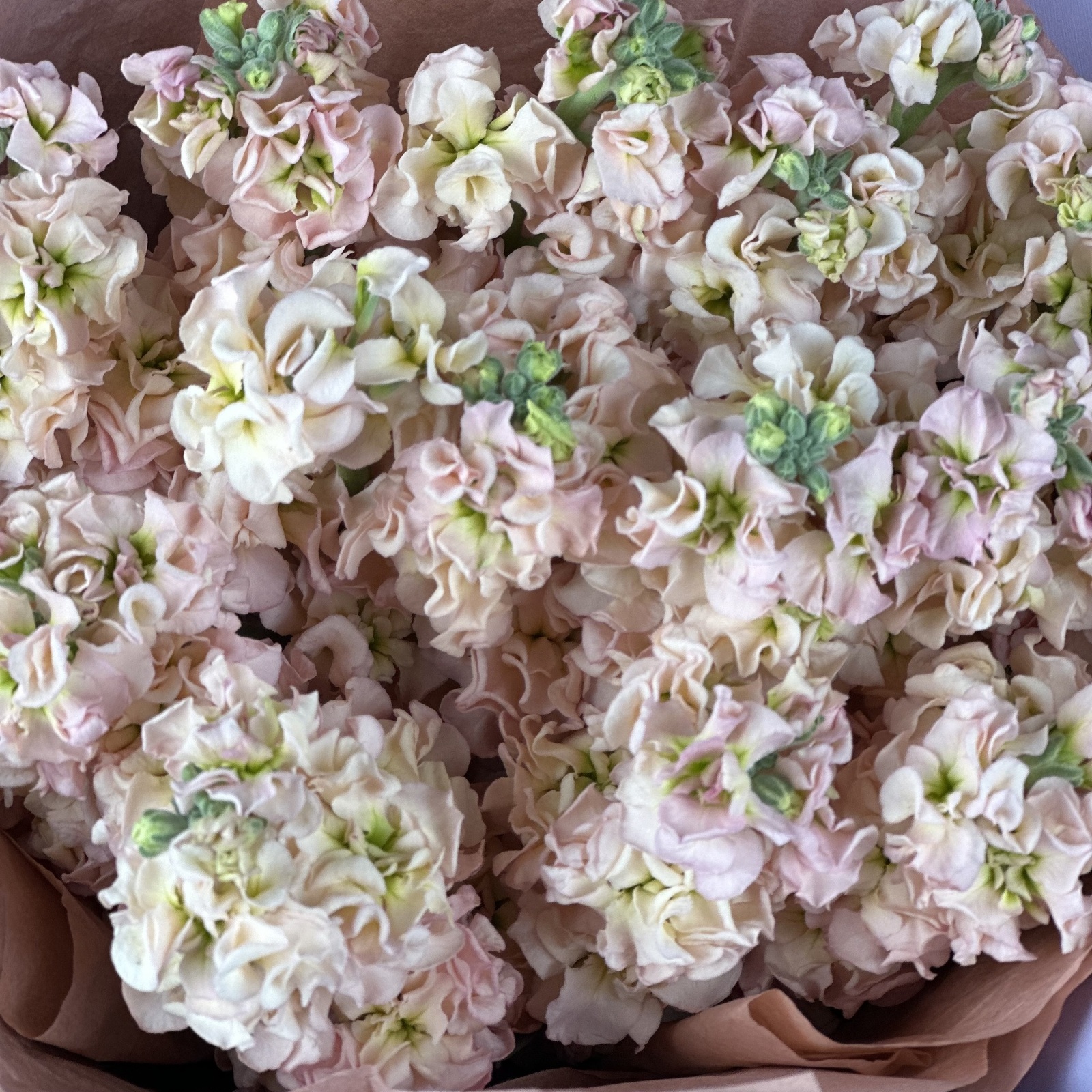 Букет из 15 персиковых маттиол