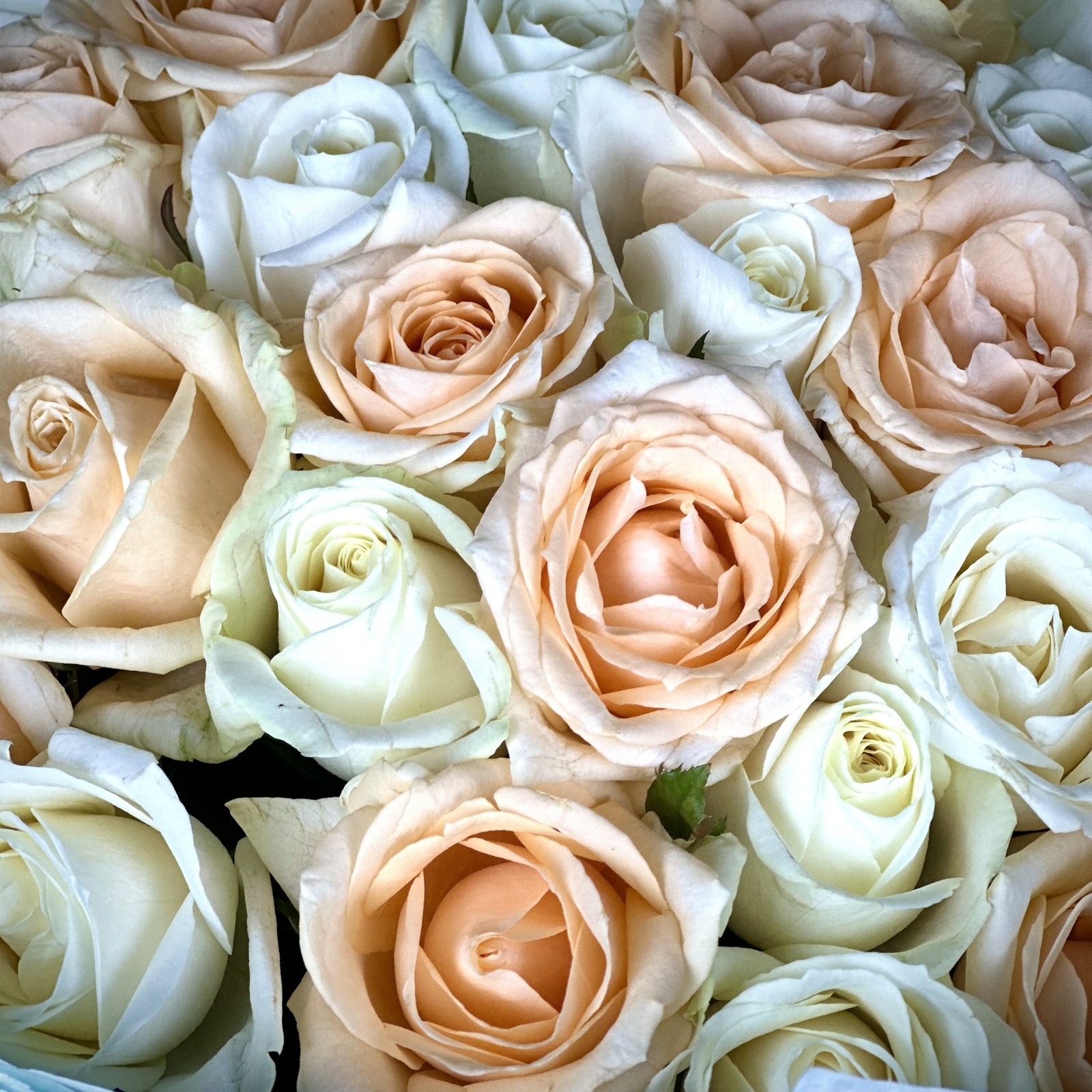 Букет Ваниль