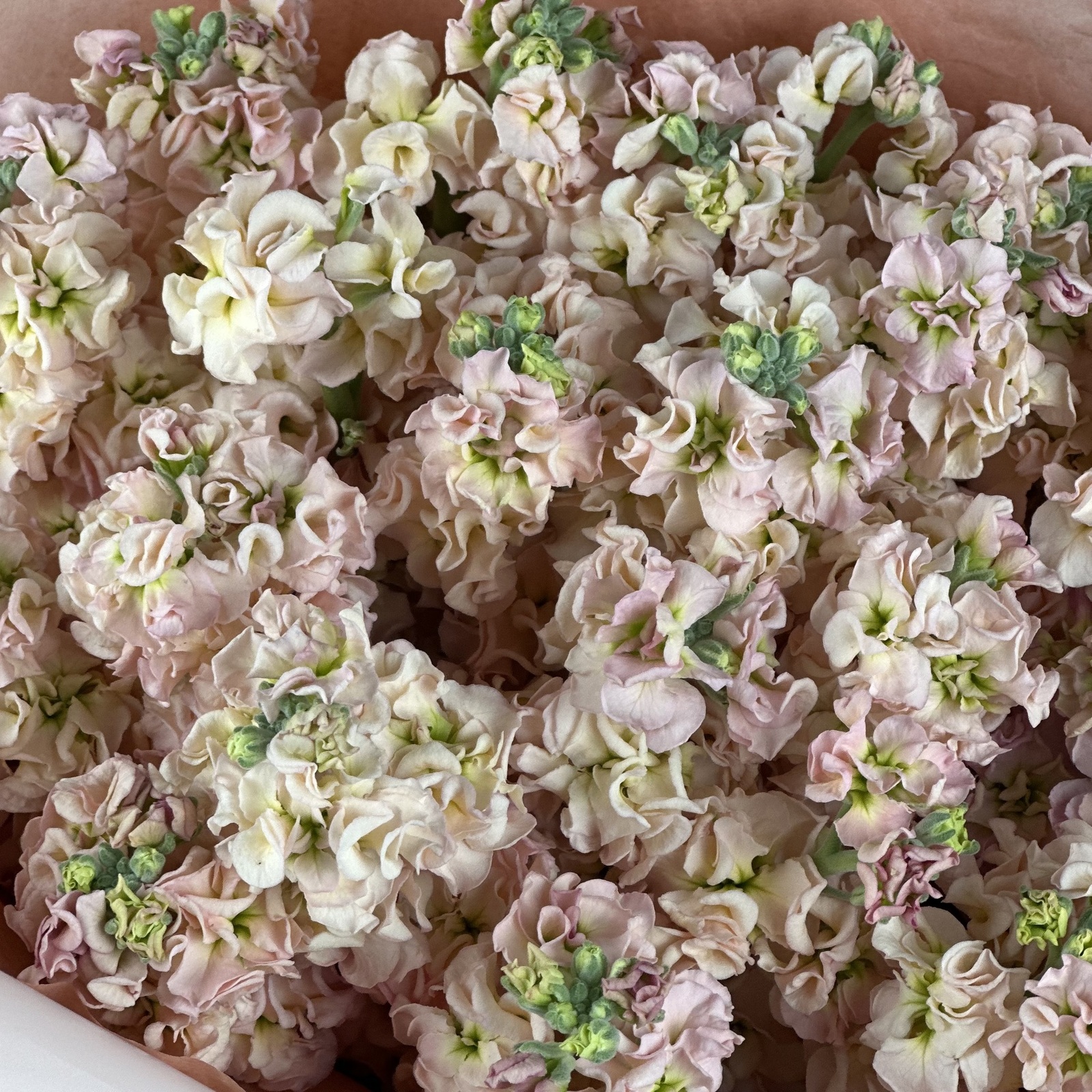 Букет из 21 персиковых маттиол