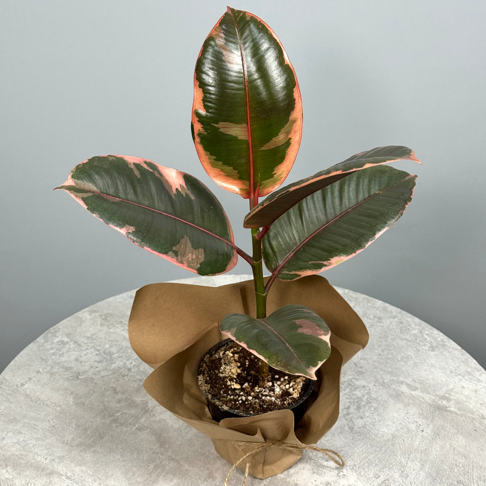 Фикус "Тинеке" - декоративно-лиственное растение 