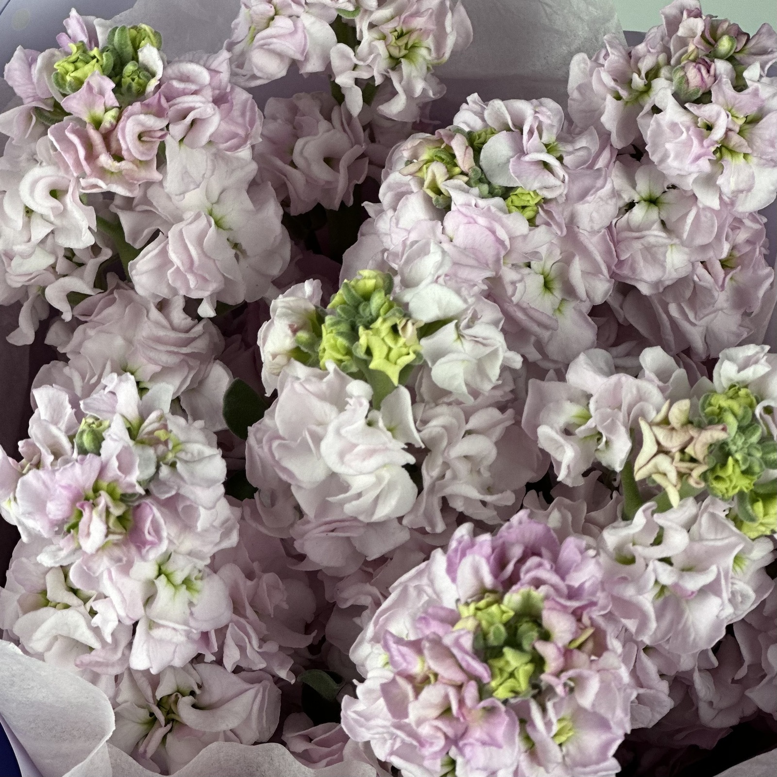 Букет из 9 розовых маттиол